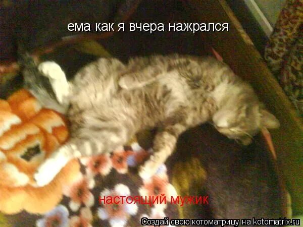 Померает или помирает. Вчера я нажирался. Нажраться с утра. Веселые демотиваторы с животными. Приколы с животными демотиваторы.