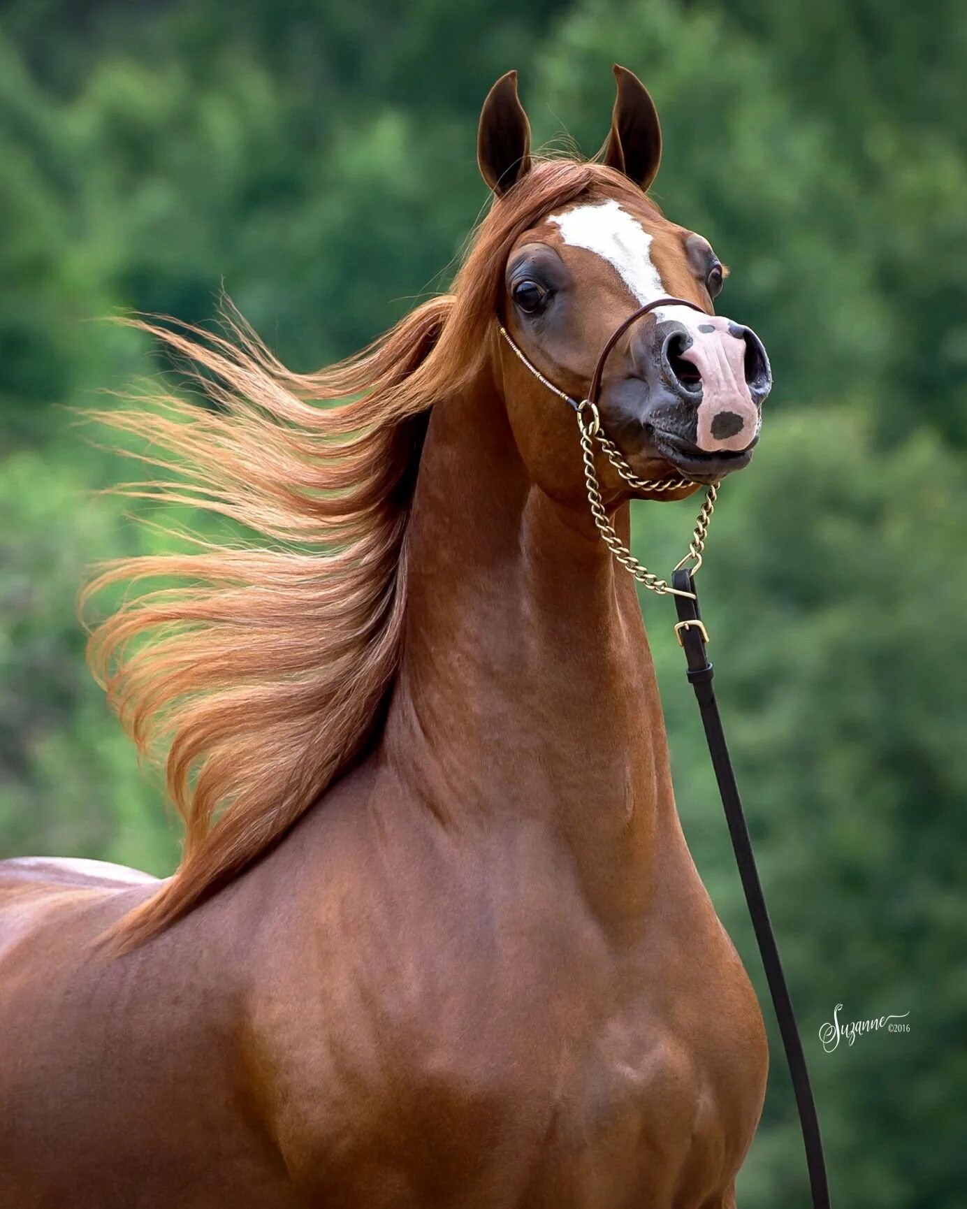 Картинки лучших лошадей. Лошади породы арабская чистокровная. Арабская лошадь (арабский скакун). Арабская чистокровная лошадь. Арабская лошадь (арабская чистокровная лошадь).