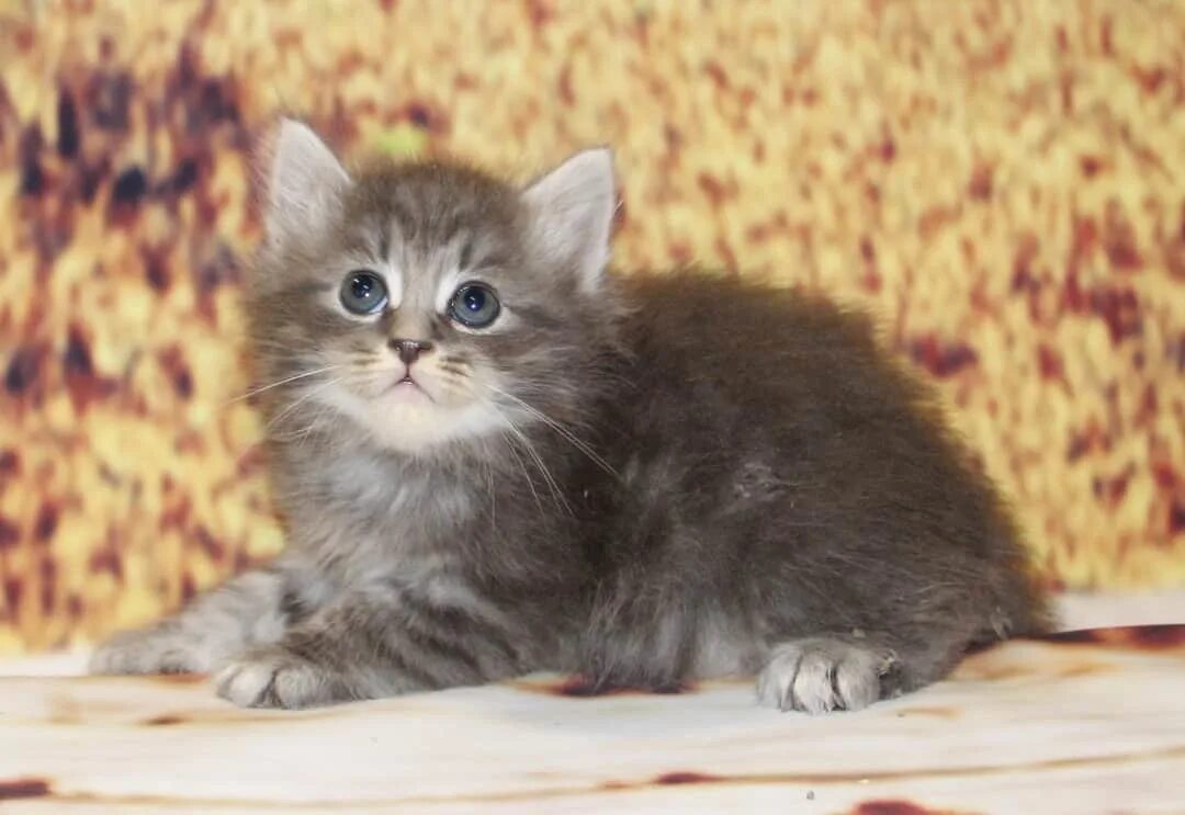 Кот дворняга сибирский. Сибирский кот. Сибирская кошка тигровый окрас. Сибирский котенок серый. Сибирские котята питомник.