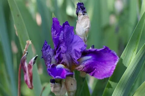 Bzigo iris