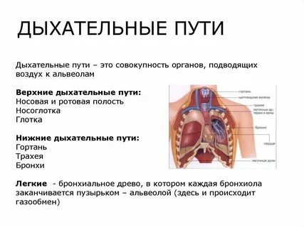 Виды дыхательных путей