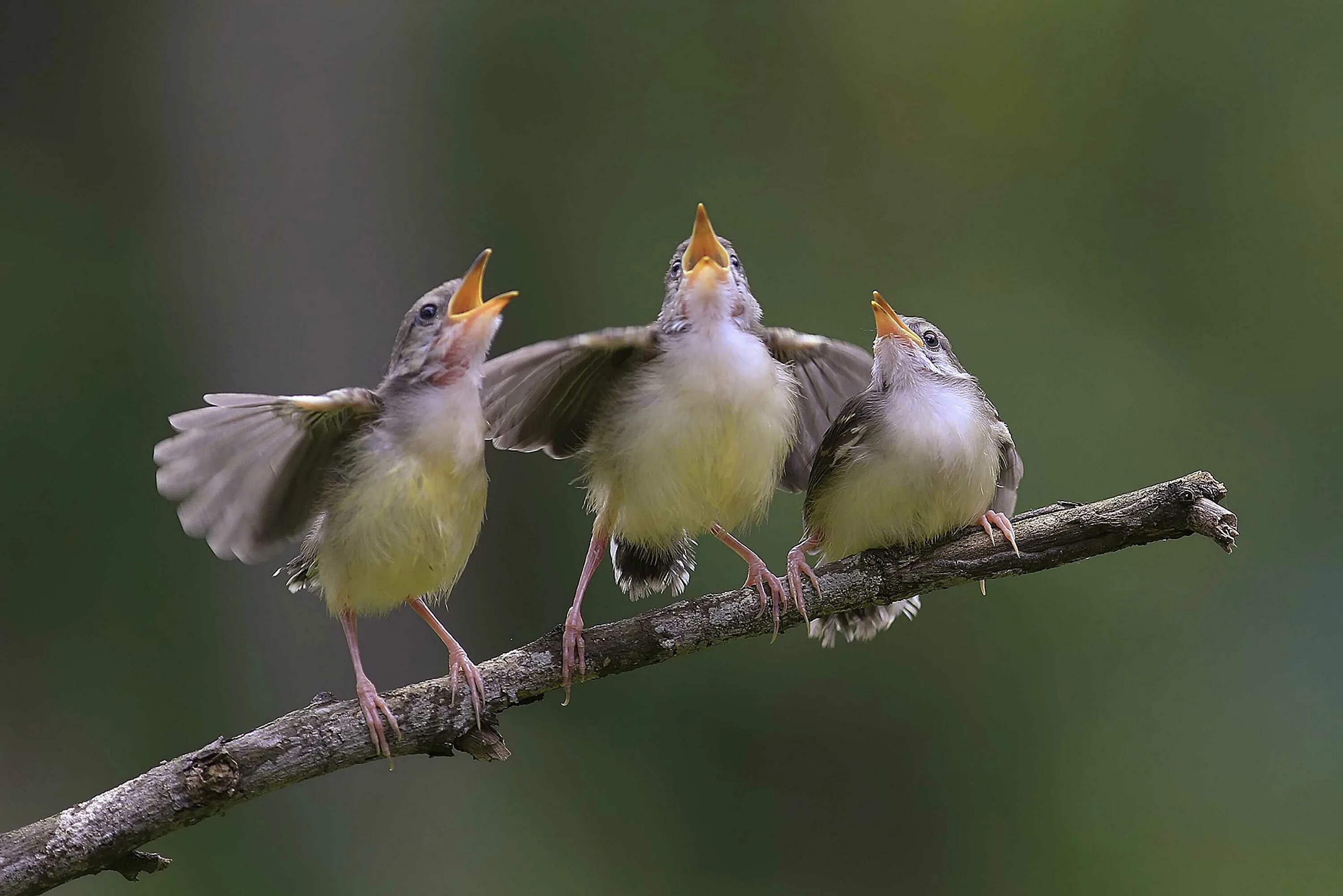 Музыка птички поют