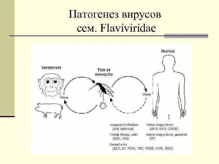 Патогенез вируса. Патогенез вирусных инфекций. Патогенез вирусов микробиология. Патогенез вирусных инфекций вирусология. Вирусы патогенез