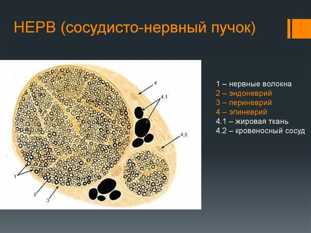 Сосудистые пучки это. Оболочки нерва эндоневрий периневрий эпиневрий. Строение нерва гистология эпиневрий. Нервно-сосудистый пучок гистология. Поперечный срез нерва эпиневрий периневрий.