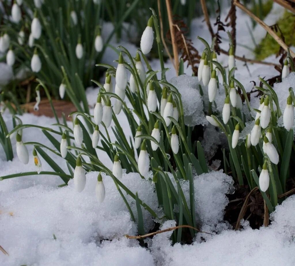 Где в марте снег. Подснежник складчатый (Galanthus plicatus). Подснежники Тольятти цветы.