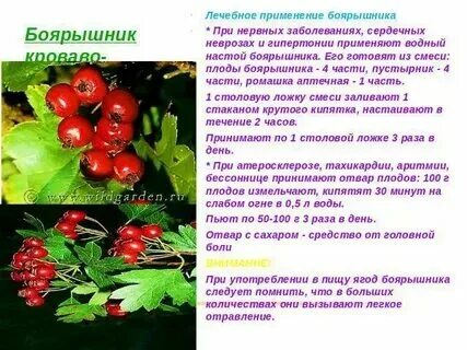 Сколько свежего боярышника можно есть в день. Сколько свежего боярышника можно есть в день