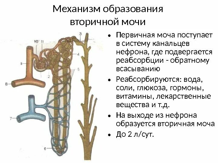 Первичная моча отличается от плазмы крови отсутствием. Механизм образования и состав первичной мочи. Биология 8 первичная моча. Образование вторичной мочи и ее состав. Место образования первичной мочи и вторичной.