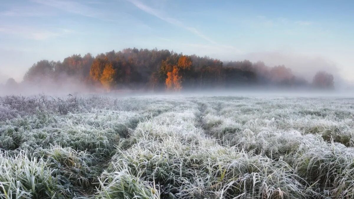 Местами заморозки. Заморозки природа. Иней на траве. Заморозки на полях. Иней на лугу.