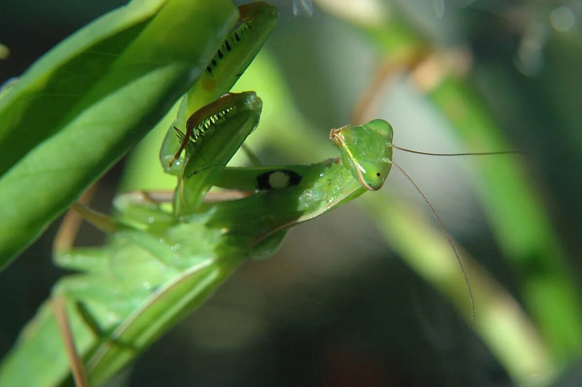 Жук богомол. Орхидейный богомол. Mantis (genus). Личинка богомола обыкновенного.