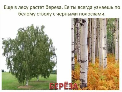 В каком лесу растет береза
