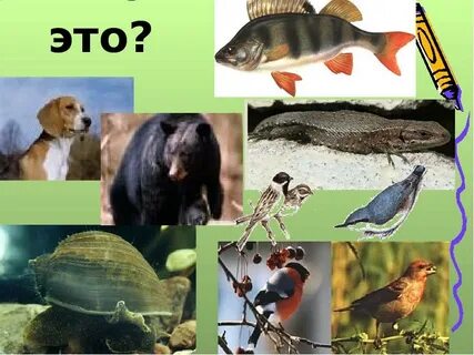 Растительноядные в водоемах