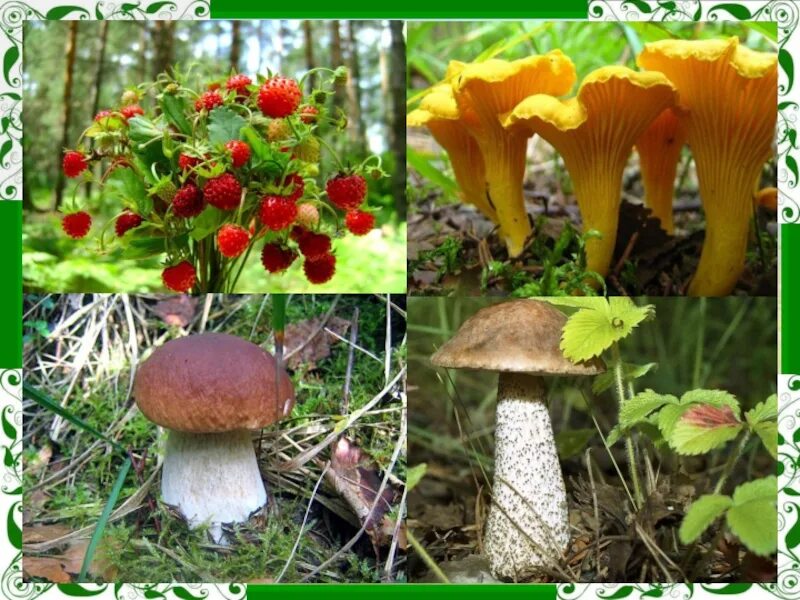 4 Лишний грибы. Четвертый лишний грибы ягоды. Что лишнее ягоды грибы. Игра четвертый лишний грибы.