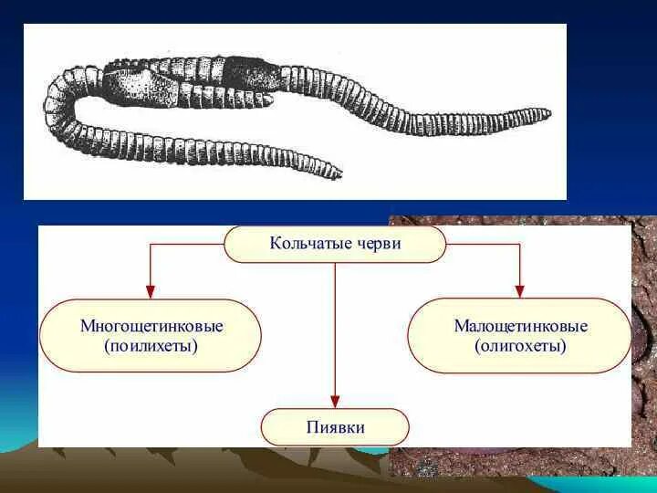 Обоеполые черви. Кольчатых червей раздельнополые. Бесполое размножение кольчатых червей. Кольчатые черви размножение. Размножение раздельнополых кольчатых червей.