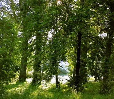 Деревья радостно трепещут купаясь в небе голубом