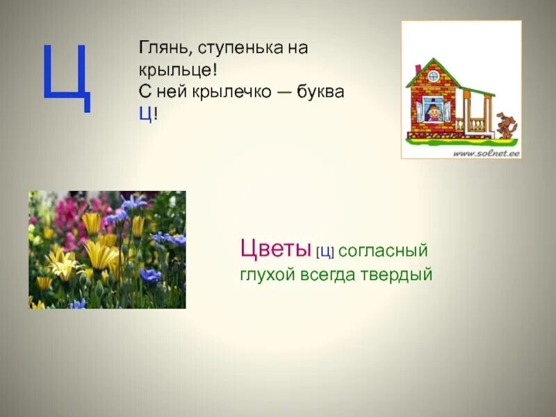 Ое ц. Цветок на букву ц. Название цветов на букву ц. Растения на ц для детей. Цветы с буквой ц в конце.