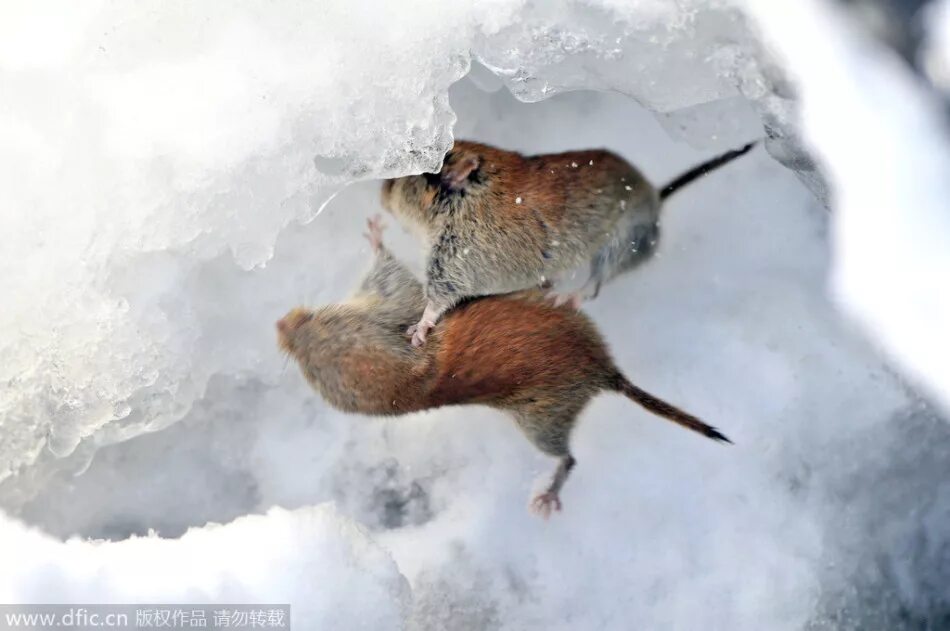 Смесь мыши и белки. Крыса белка. Snow vole. Бельчонок и японская мышь.