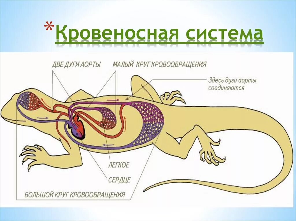 Железы ящериц. Строение пищеварительной системы рептилий. Пищеварительная система пресмыкающихся схема. Пищеварительная система пресмыкающихся 7 класс биология. Пресмыкающиеся пищеварит система.