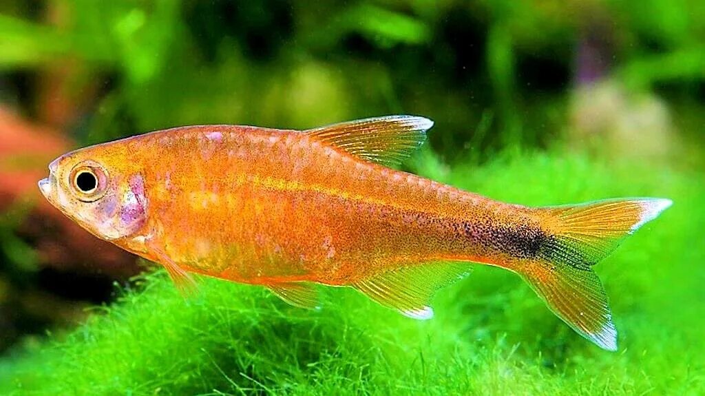 Тетра работа. Тетра бриллиантовая рыбка аквариумная. Duo tetra works kurakura 30f характеристики. Тетра бриллиантовая рыбка аквариумная. Duo tetra works джиг головка.