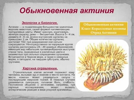 К какому классу относится актиния