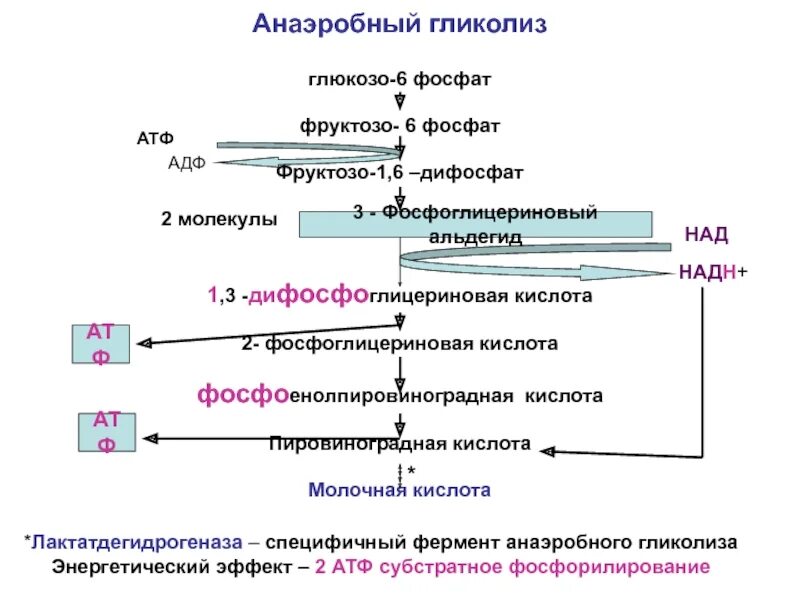 Схема анаэробного гликолиза биохимия. Схема схема анаэробного гликолиза. Реакции гликолиза с 3 фосфоглицеринового альдегида до лактата. Простая схема анаэробного гликолиза.