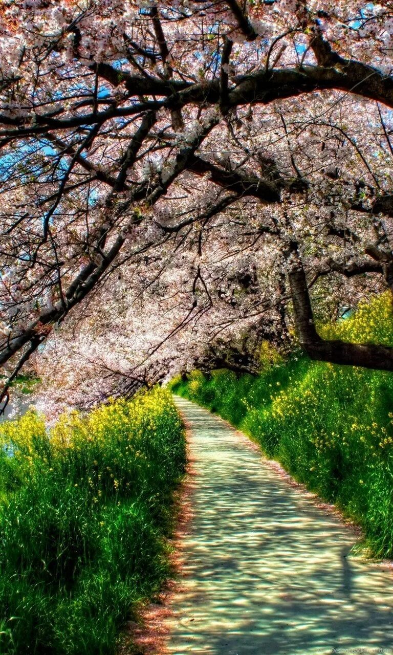 Весенний пейзаж. Весенняя природа. Природа весной. Фото весны красивые на заставку телефона