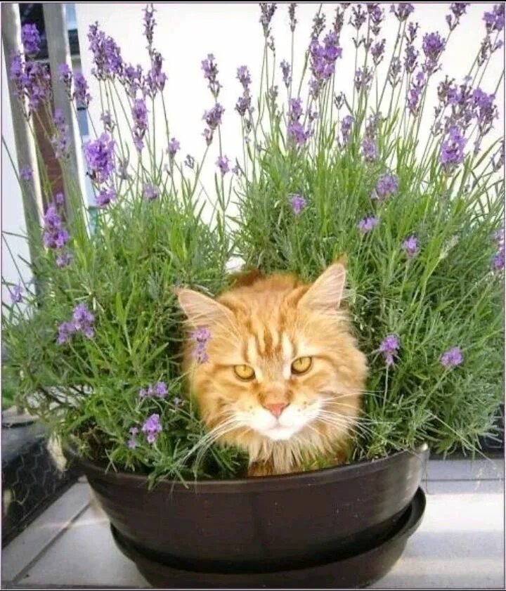 Cat plants. Кот в цветочном горшке. Котенок в клумбе. Цветок в горшке Кошачья. Вазон кот.