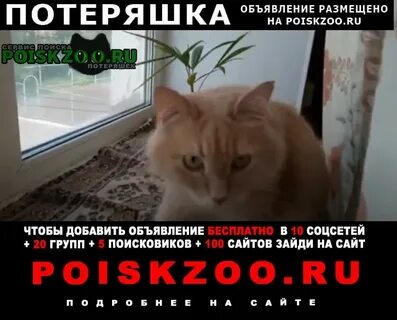 Пропало домашнее животное
