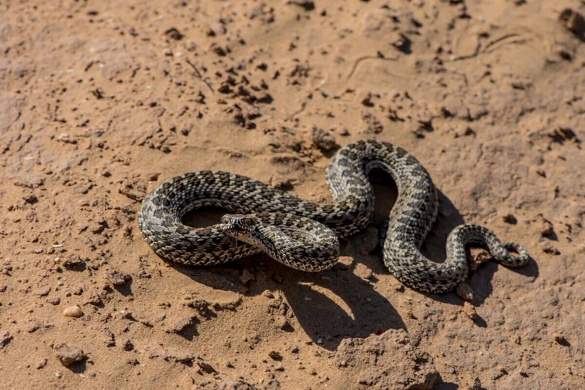 Гадюка Степная Крымская. Степная гадюка (Vipera Renardi). Степная гадюка (Vipera ursinii). Змея Степная гадюка Крымский.