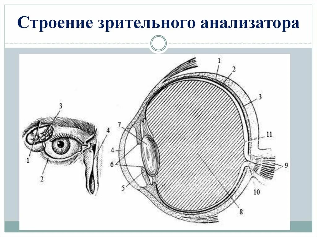 Зрительный анализатор строение органа зрения. Зрительный анализатор строение глаза. Схема строения глазного анализатора. Зрительный анализатор строение чб. Строение зрительного анализатора вспомогательного аппарата глаза.