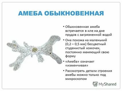 Какое питание у амебы обыкновенной