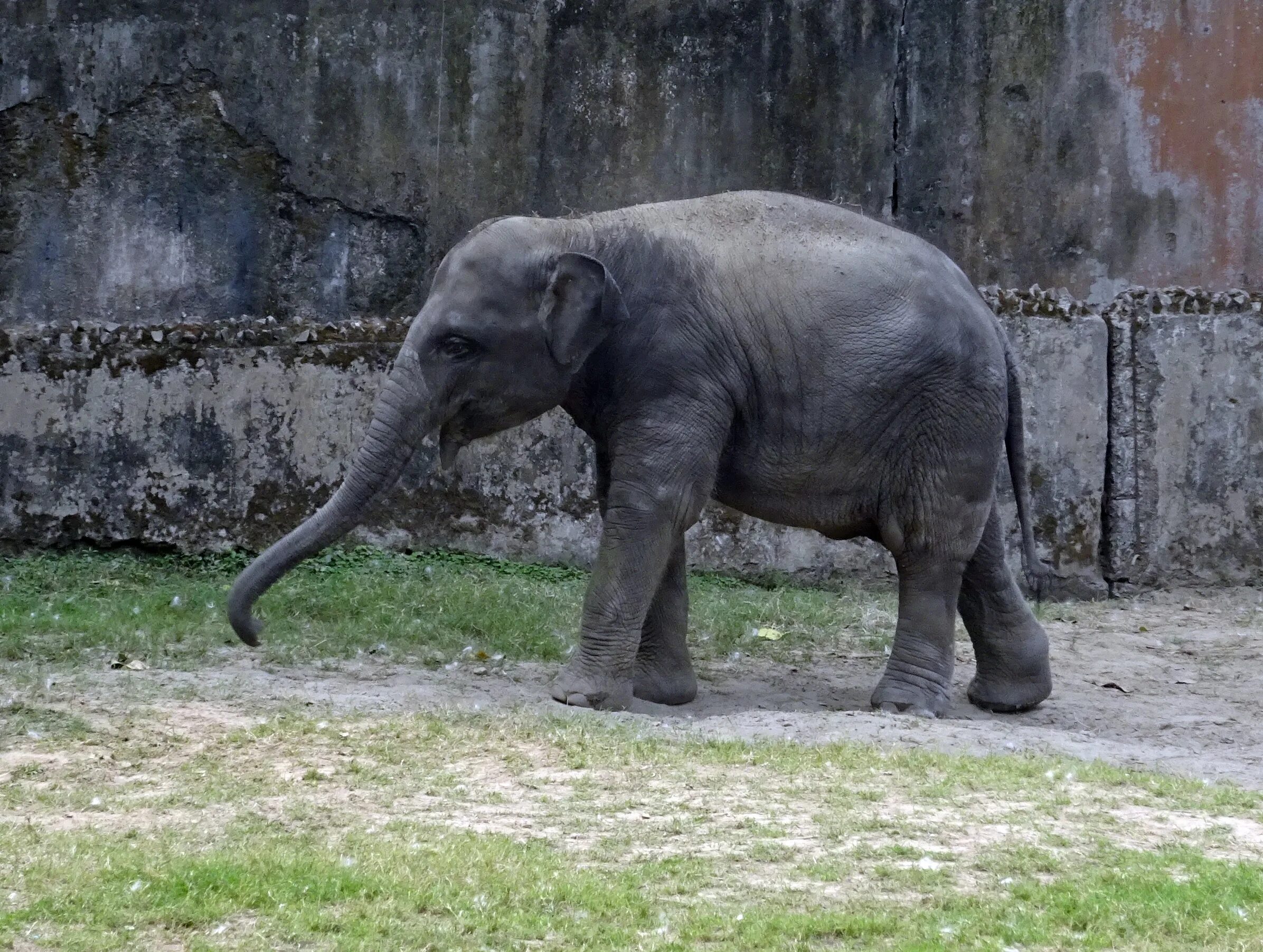 Индийский слон. Азиатский индийский слон. Индийский слон слон. Животные Индии слон.