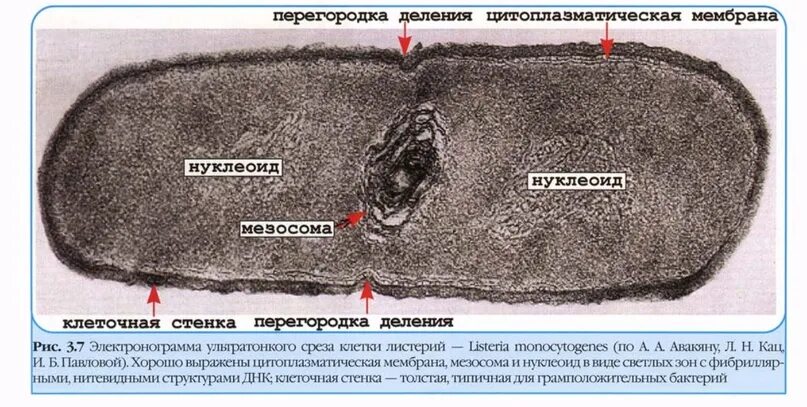 Мезосома у бактерий это. Мезосома бактериальной клетки. Мембрана бактериальной клетки под электронным микроскопом. Мезосомы под микроскопом. Цитоплазматическая мембрана мезосомы