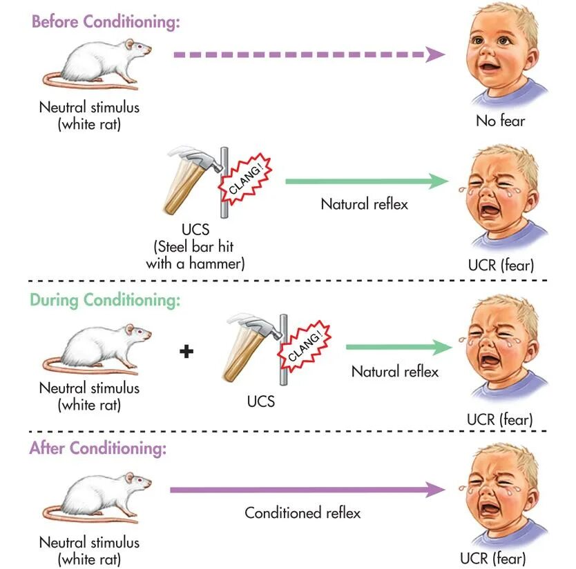 Опыт с маленьким Альбертом. Бихевиоризм эксперимент с Альбертом. Conditioning process