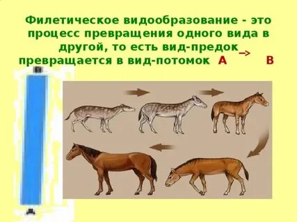 Новая эволюция видов