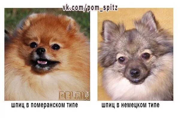 Чем отличается шпиц от померанского шпица. Немецкий малый шпиц и померанский шпиц. померанский и немецкий шпиц сравнение. немецкий шпиц и померанский шпиц отличия. шпиц немецкий и померанский отличия.