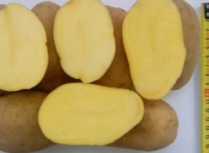 Картопля Гранада. Сорт картофеля Рагнеда. Семенной картофель «Рагнеда».