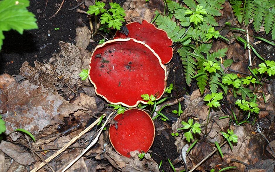 Красный гриб саркосцифа. Гриб саркосцифа ярко красная. Гигроцибе алая. Красный гриб Страдивари. Пост красный гриб