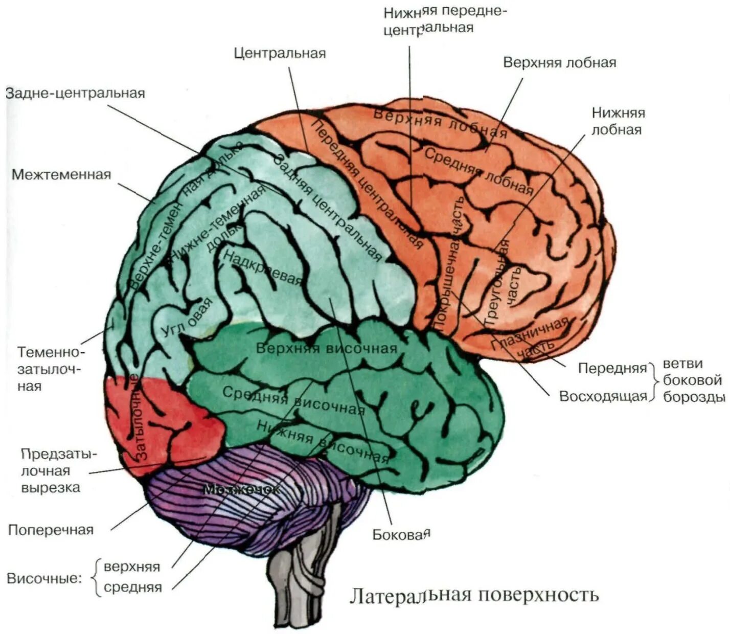 Центры в теменной доле. Конвекситальные борозды большого мозга. Теменно-затылочная область мозга. Конвекситальные отделы лобных долей мозга это.