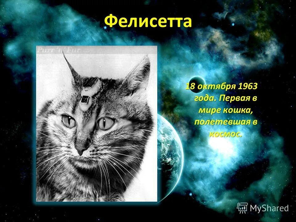 Кошка полетевшая в космос. Фелисетт. Кошка Фелисетт. Фелисетт в космосе. Кошка Фелисетта в космосе.