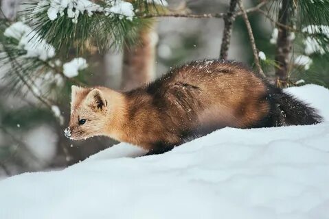 Соболь в тайге