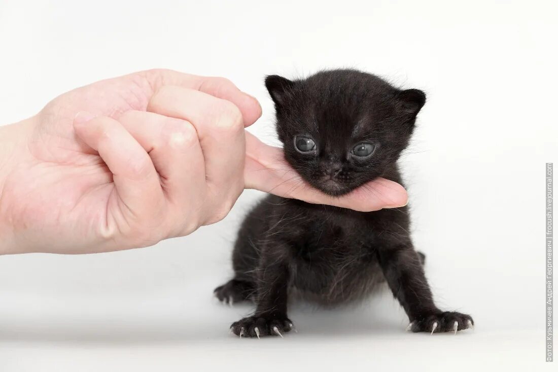 Бомбейская кошка котенок. Новорождённые чёрные котята. Маленький черный котенок. Новорожденный черный котенок. Какие черные котята есть