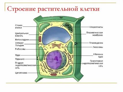 План строения растительной клетки