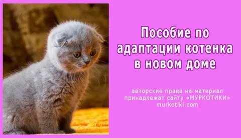 Первый день котенка в новом