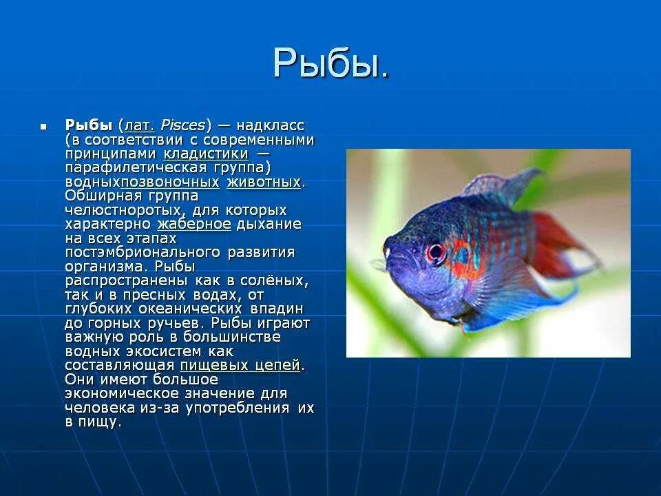 Рыбы доклад 7 класс. Сообщение о рыбе. Презентация на тему рыбы. Доклад про рыб. Сообщение на тему рыбы.