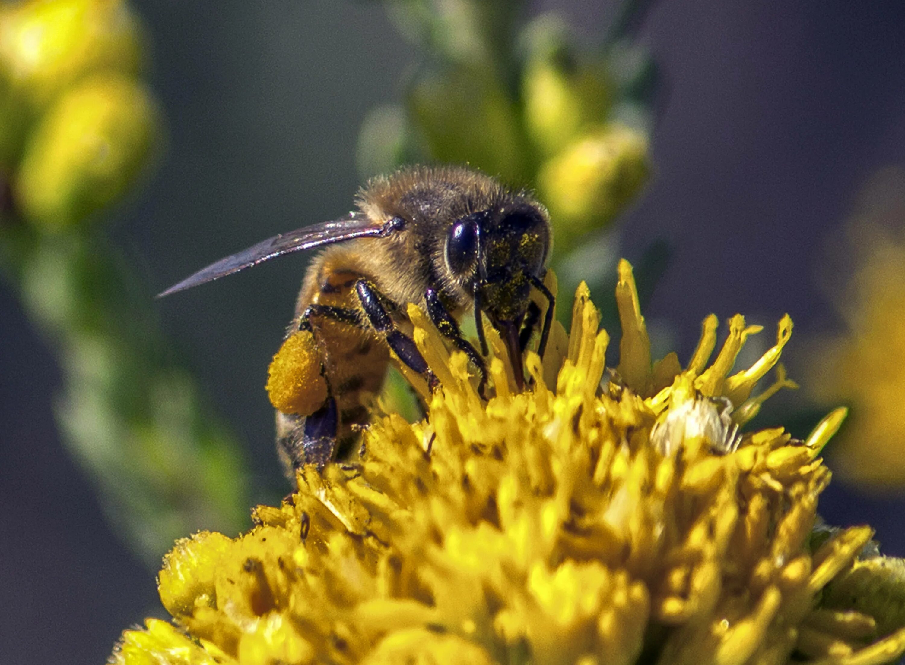 Пыльца с растений собрать. Пчелиная пыльца (bee pollen). цветочная пыльца на пчеле. пчела с пыльцой. пчела с обножкой.