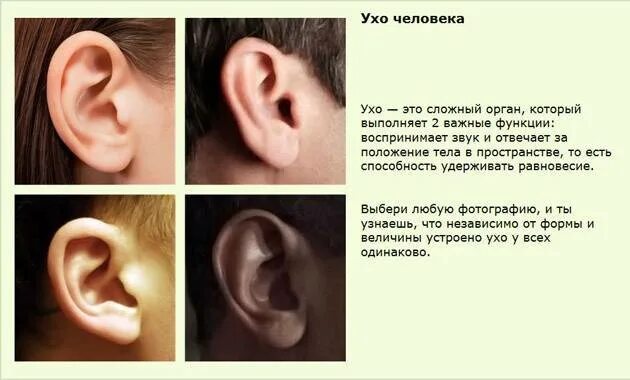 Ушки папа. Ушки папа