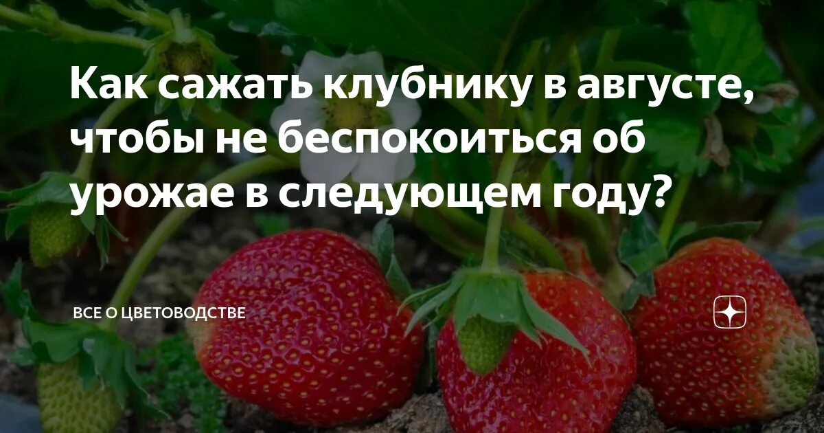 Что сажать после клубники на следующий год. Что садить после клубники. Что посадить после клубники. Что посадить после клубники в августе?. Удачные соседи для клубники.