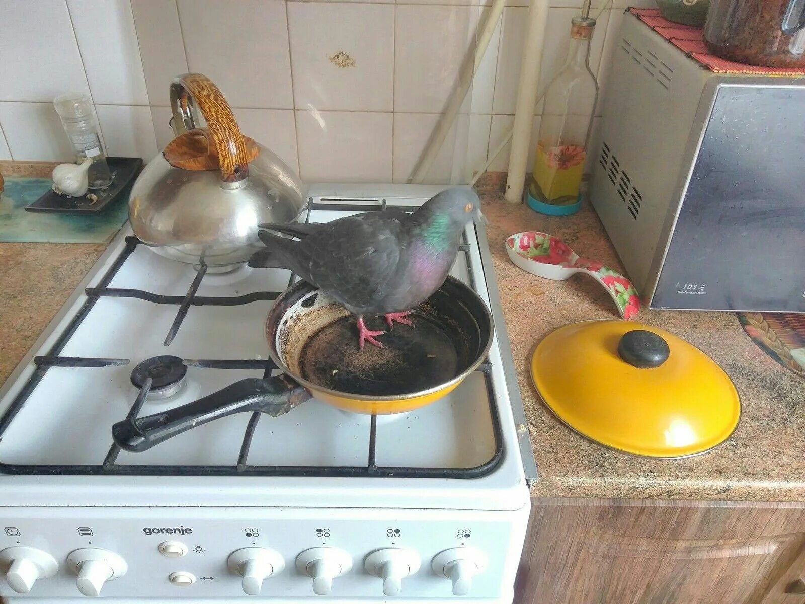 Как приготовить голубей