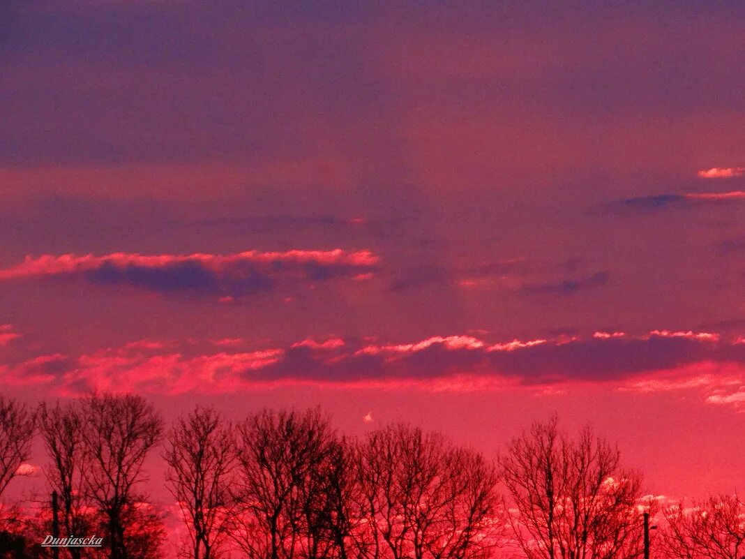 малина фото. розовые ягоды. серо буро малиновый фон. закат тьмы. малина херитейдж описание сорта.