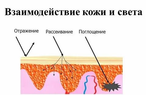 Кожа отражает свет